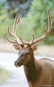 Elk-portrait-Holmes